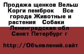 Продажа щенков Вельш Корги пемброк  - Все города Животные и растения » Собаки   . Ленинградская обл.,Санкт-Петербург г.